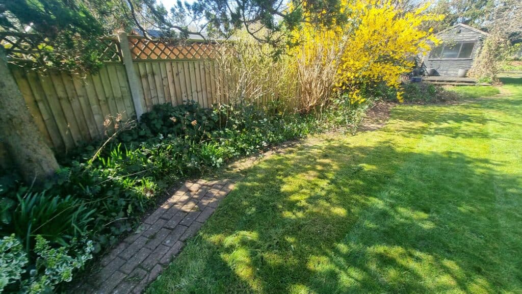 A sunlit garden with a wooden fence, a stone pathway, green grass, leafy plants, yellow-flowering shrub, and a small shed in the background.