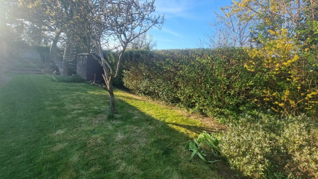 A garden with a lawn, a single tree casting a shadow, dense hedges, some bushes, and a small dark shed in the background under a clear blue sky.