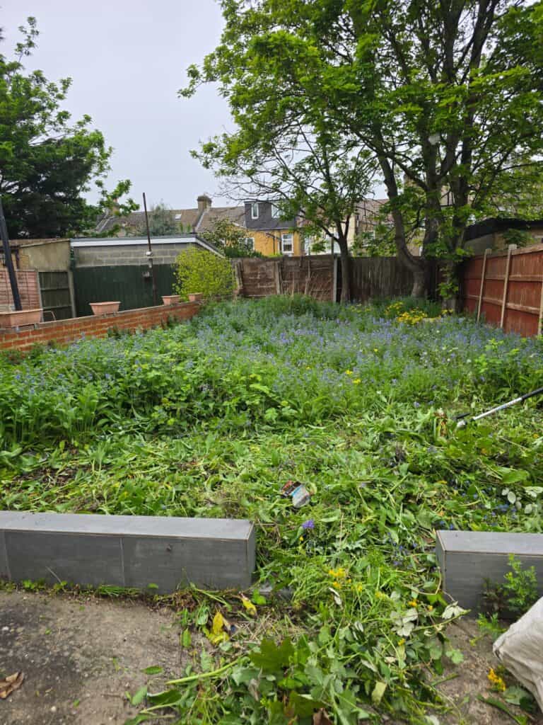 Overgrown backyard with tall grass, wildflowers, and weeds. Trimmed plants are in the foreground, with trees and a fence in the background.